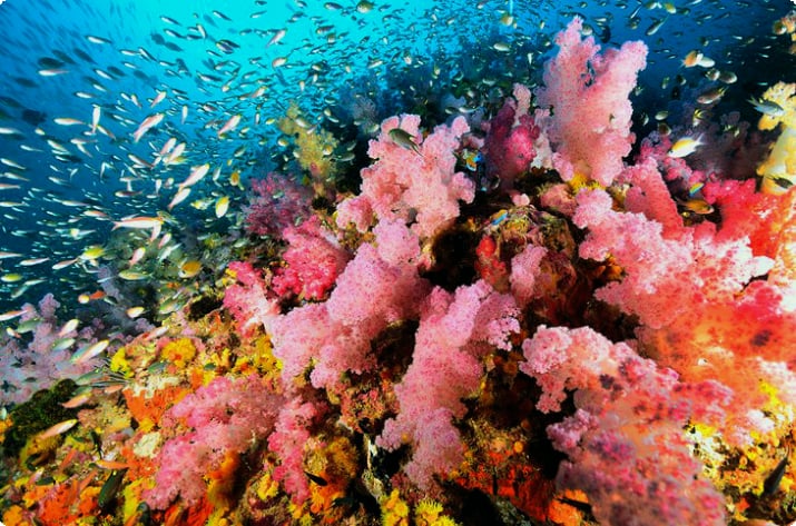 Колония мягких кораллов, Симиланские острова