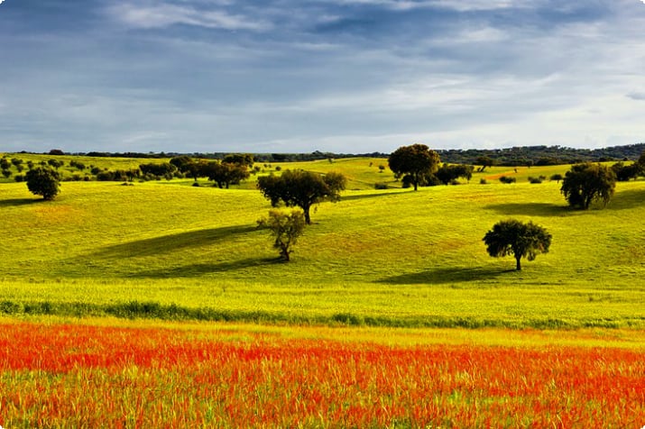 Типичный пейзаж Алентежу весной