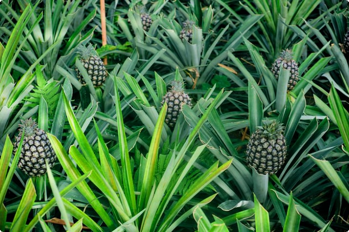 Plantacja ananasów Arruda Açores