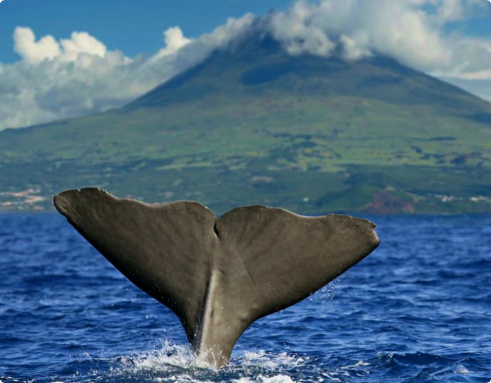 Azor Adaları, Pico volkanının önünde ispermeçet balinası kuyruğu
