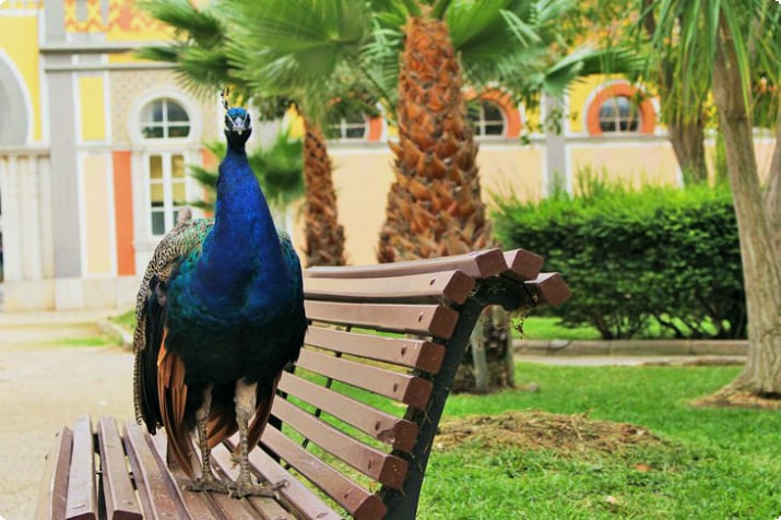 Peacock Alameda João de Deus Gardenissa