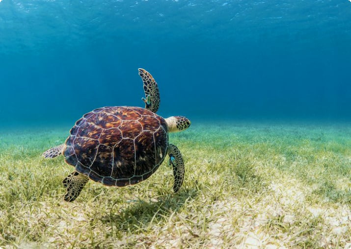 Зеленая морская черепаха в Пуэрто-Рико