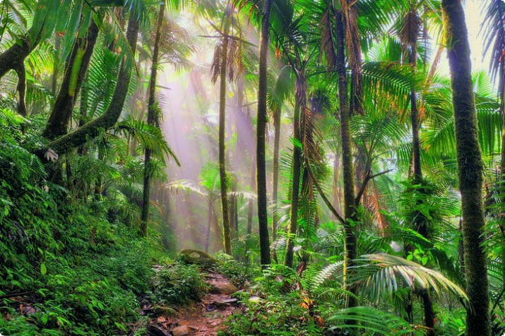 Тропический лес в национальном лесу Эль-Юнке