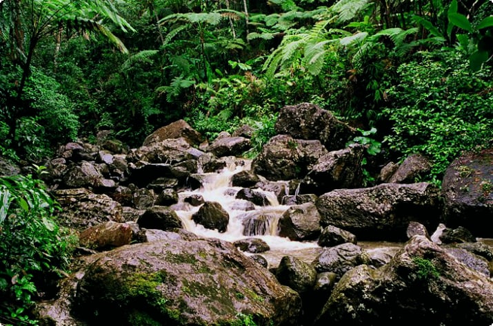 El Yunque Ulusal Ormanı