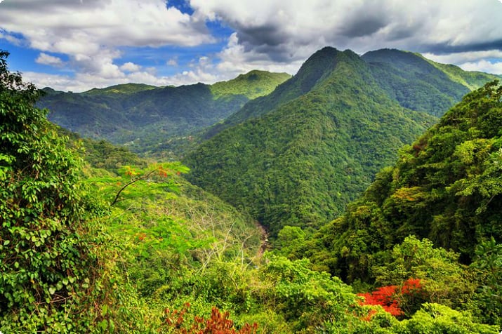 Forêt nationale d'El Yunque
