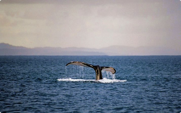 Серфинг и наблюдение за китами в Ринконе