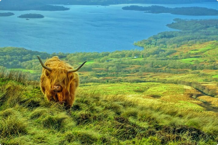 Mucca delle Highland sopra Loch Lomond