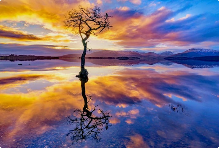 Одинокое дерево, отражающееся в озере Лох-Ломонд на закате