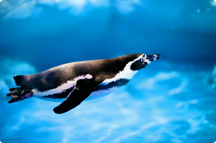 動物園のフンボルト ペンギン