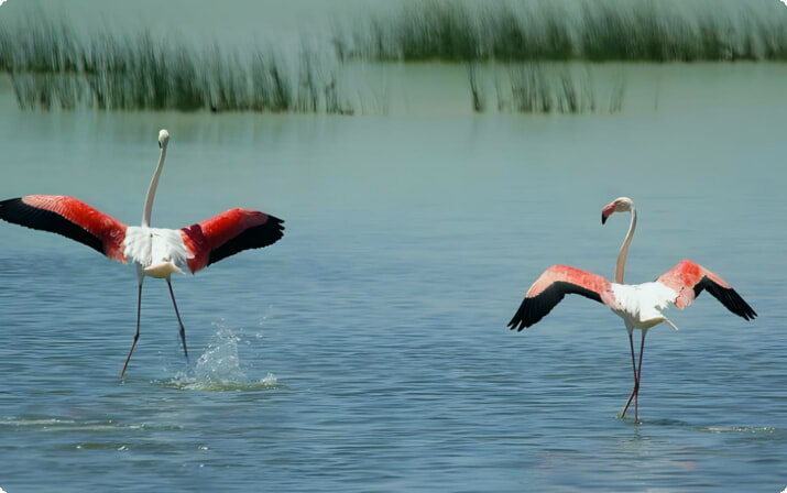 Pájaros en el Parque Nacional de Doñana