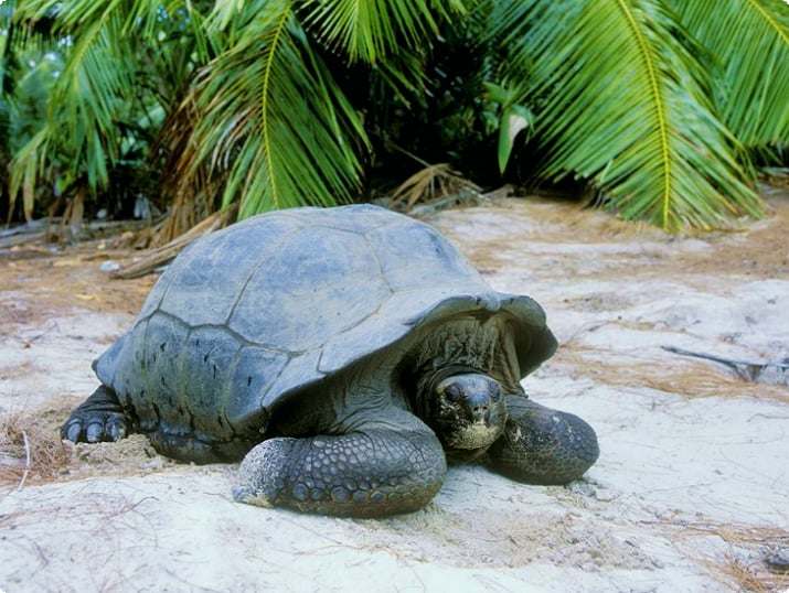 Гигантская черепаха на острове Курьез