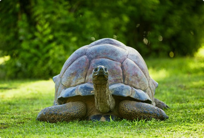 Гигантская черепаха на Птичьем острове