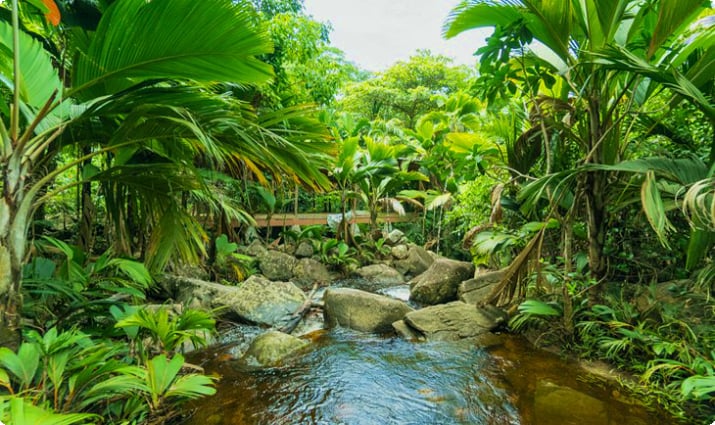 Пышный тропический лес на Сейшельских островах