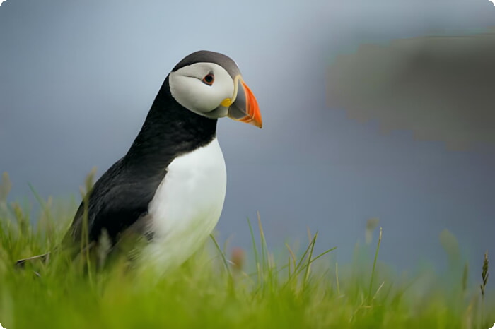 Puffin nelle Isole Shetland