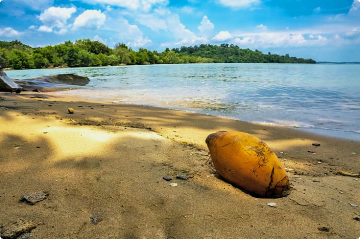 Kokosnöt på stranden vid Pulau Ubin Island