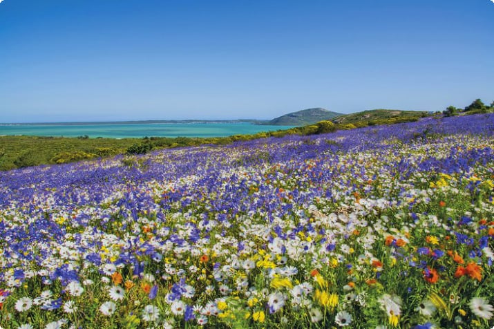 Kevään luonnonkukkien pellot pitkin Western Cape