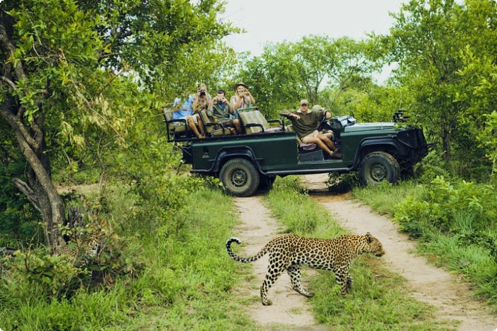 Leopard in der Nähe eines Safarifahrzeugs in Südafrika