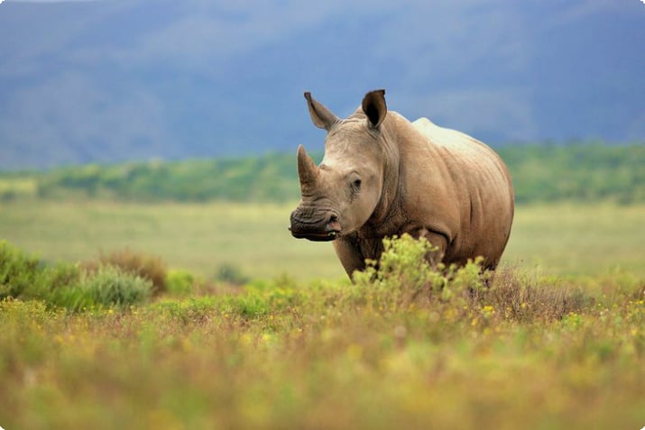 Белый носорог в Южной Африке