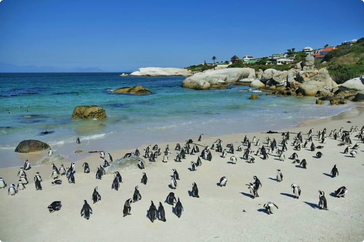 Пингвины на пляже Боулдерс в Кейптауне