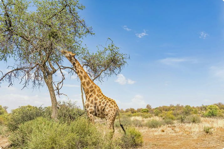 Жираф в заповеднике Франклина на Навал-Хилл