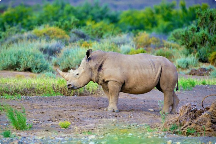 Rhino alla Inverdoorn Game Reserve vicino a Città del Capo