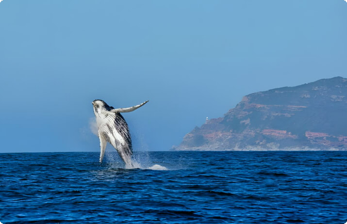 Una balena megattera fa irruzione davanti a Cape Point a False Bay