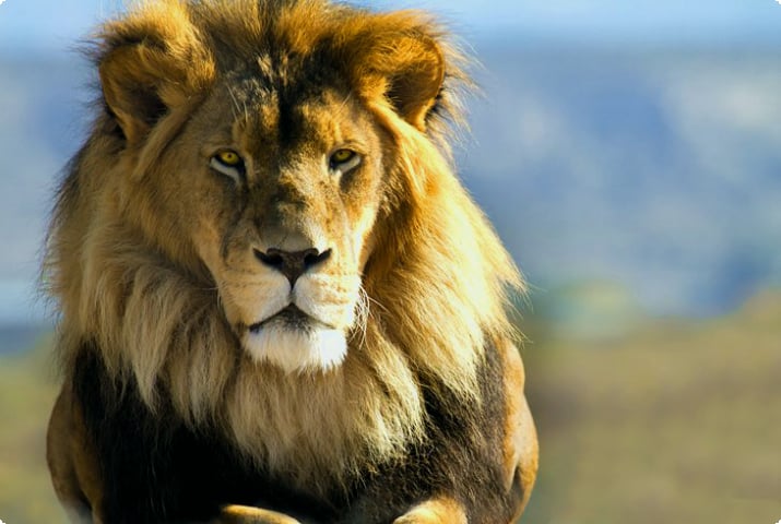 Mężczyzna lwa