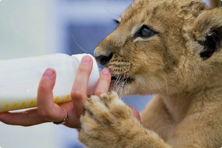 Flaskefodring af en løveunge
