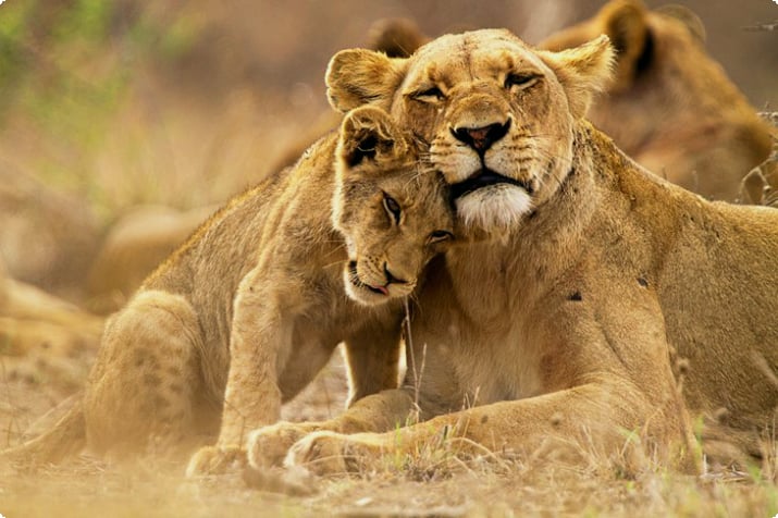 Kruger Ulusal Parkı'nda dişi aslan ve yavrusu