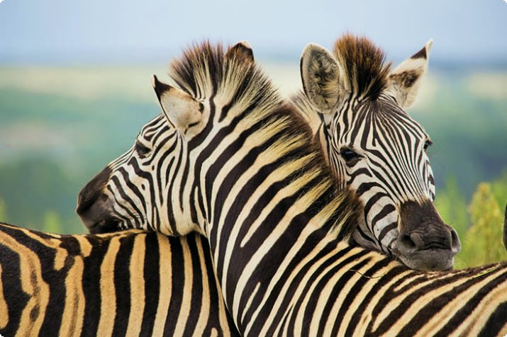 Zebry w prywatnym rezerwacie dzikich zwierząt Gondwana