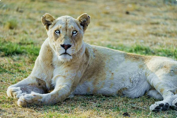 Lion & Safari Park, Gauteng