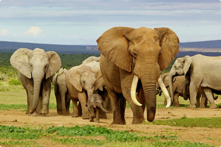 Elefante macho e rebanho no Parque Nacional Addo Elephant