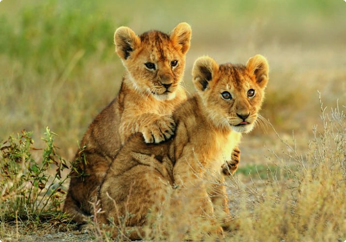 Kruger Ulusal Parkı'ndaki aslan yavruları