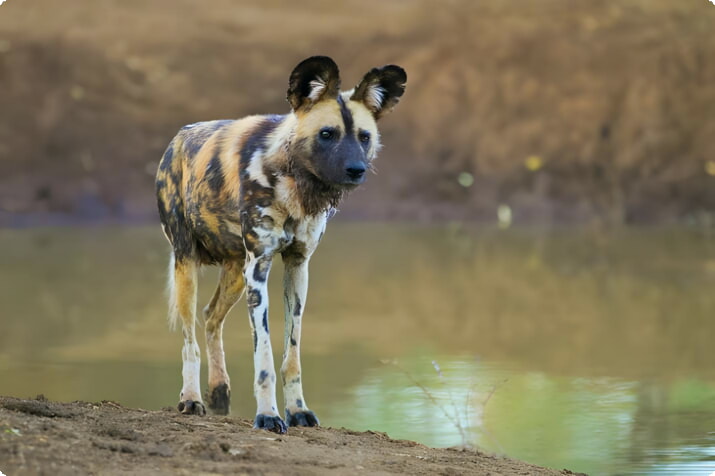 Ein afrikanischer Wildhund im Madikwe Game Reserve