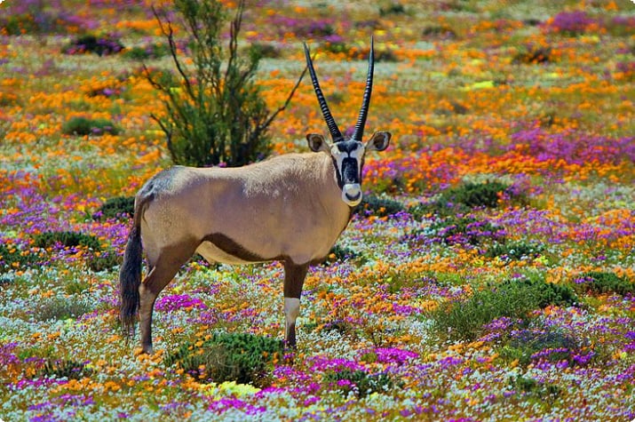 Namaqualand'da kır çiçekleri arasında Oryx