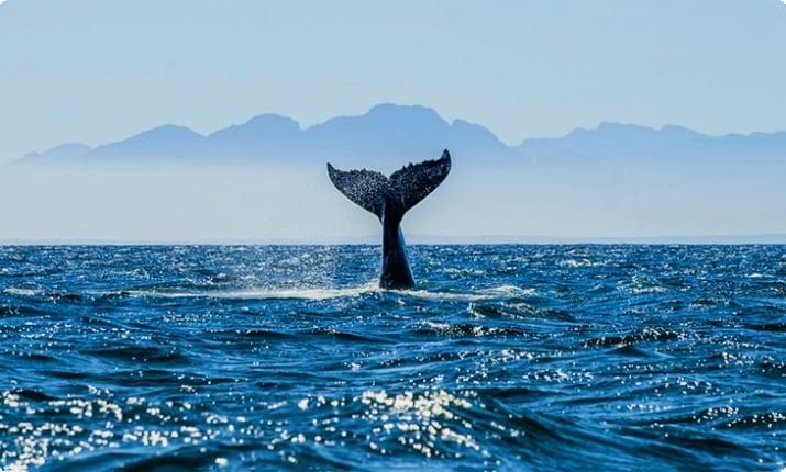 Uma baleia jubarte mergulhando na Baía Falsa