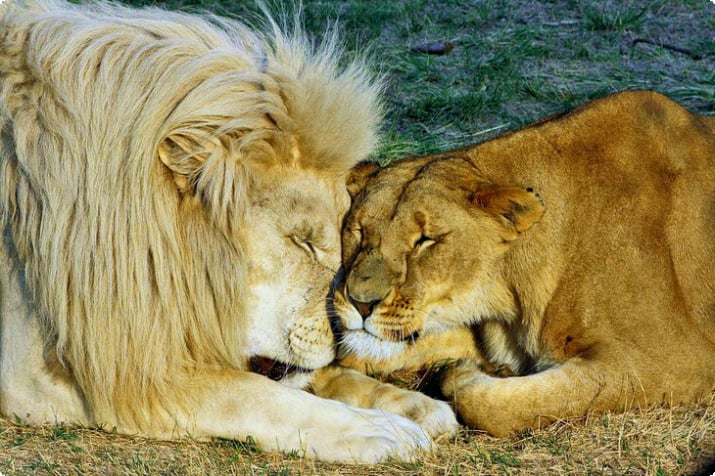 Львы спят в Lion & Safari Park