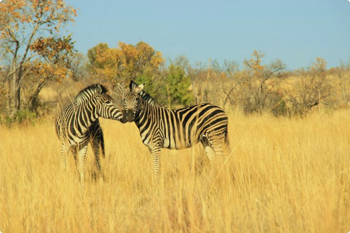 Zebra in una riserva naturale alla periferia di Johannesburg