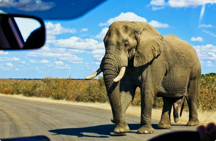Слон на дороге в национальном парке Крюгера