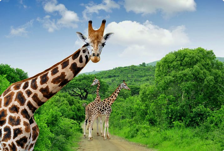 Жирафы в Крюгере