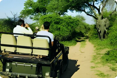 Krugerin kansallispuistoon tutustuminen: Vierailijan opas