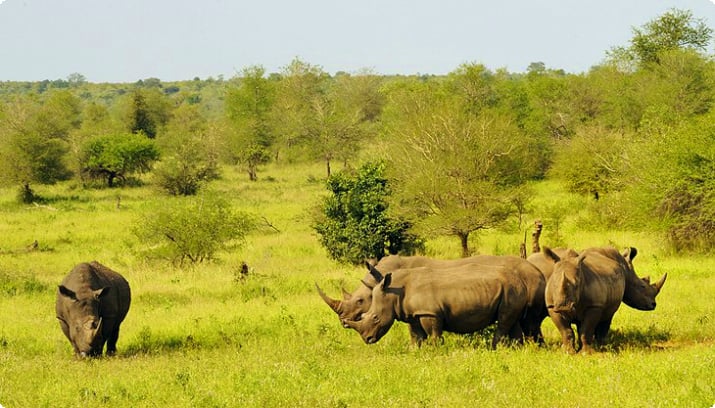 Носорог возле лагеря отдыха Орпен