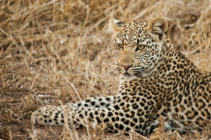 Леопард возле лагеря Сатара