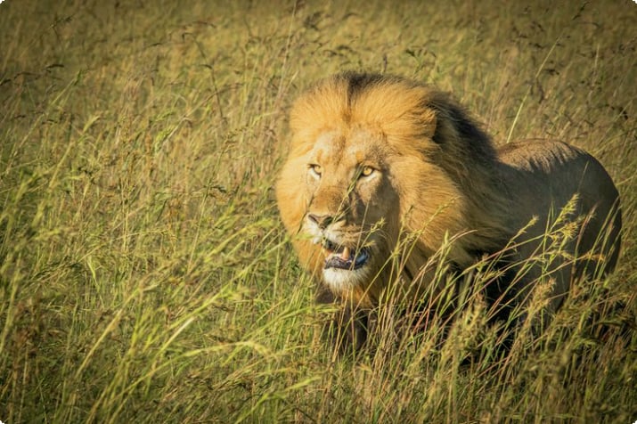 Самец льва в частном заповеднике Намбити