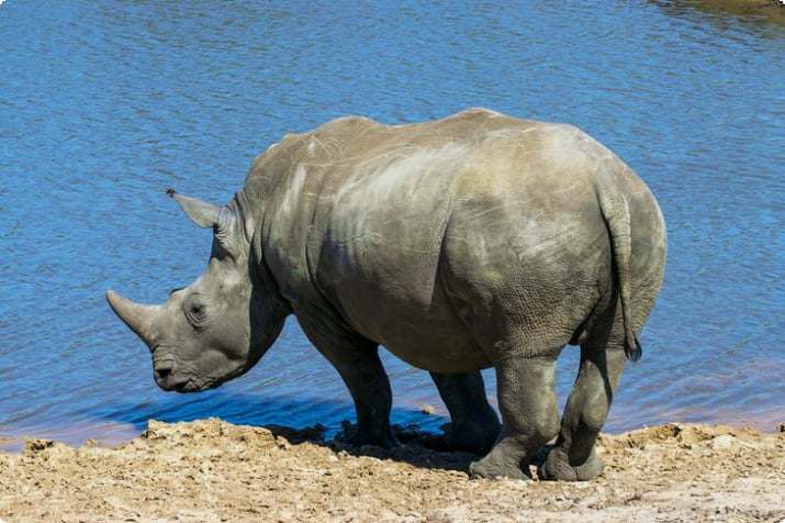 Носорог у водопоя в игровом парке Крагга Камма