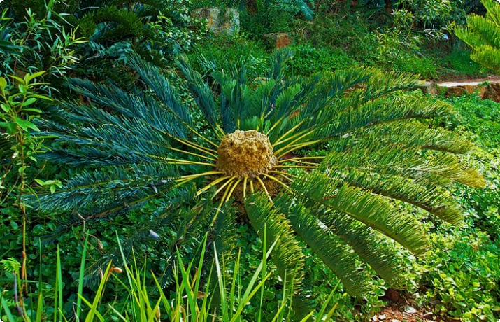Национальный ботанический сад Претории
