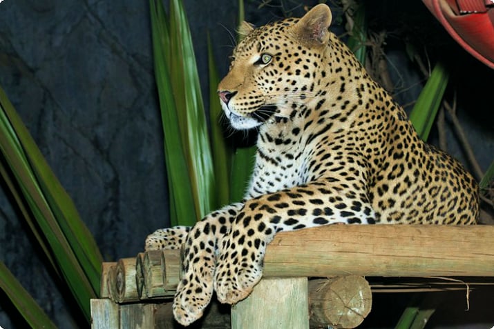 Национальные зоологические сады Южной Африки