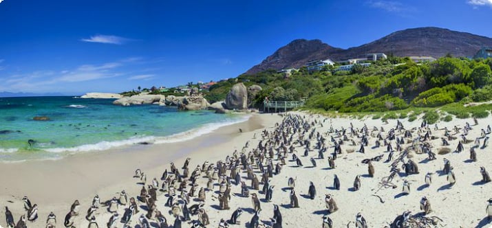 Колония пингвинов Боулдерс в Саймонстауне