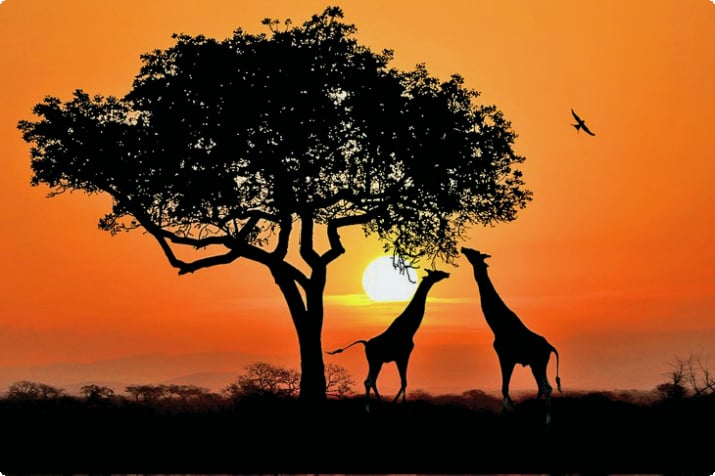 Жирафы в Национальном парке Крюгера на закате
