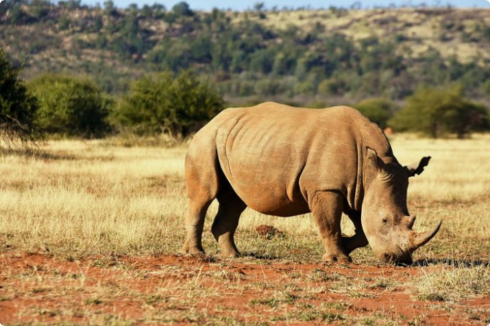 Белый носорог в заповеднике Мадикве
